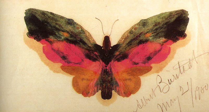 Albert Bierstadt Butterfly oil painting image